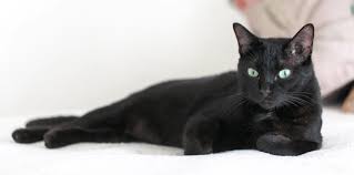 The Symbolism of Black Cats: Customs and Taboos in American Culture